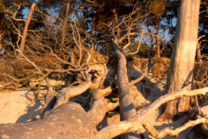 Fischland, Darß, Weststrand im Abendlicht, entwurzelte Bäume Fischland, Darß, Weststrand im Abendlicht, entwurzelte Bäume